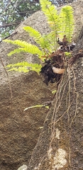 Nephrolepis cordifolia