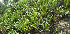 Pyrrosia adnascens