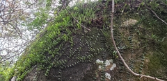 Pyrrosia adnascens