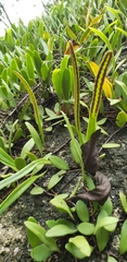 Pyrrosia adnascens