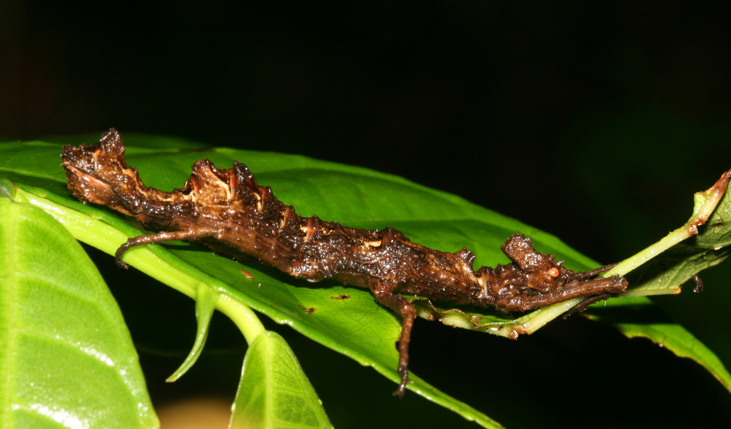 Bacilloidea