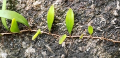 Pyrrosia adnascens