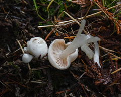 Entoloma sericellum