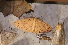 Anisodes prunelliaria