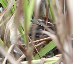 Hapalocrex flaviventer