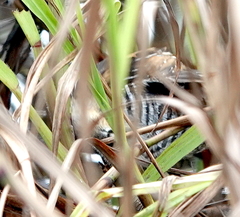 Hapalocrex flaviventer