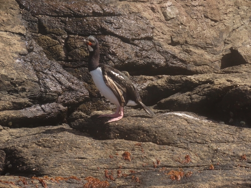 Campbell Shag (Leucocarbo campbelli), photo 5