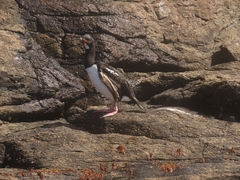 Leucocarbo campbelli