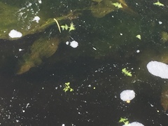 Potamogeton lucens