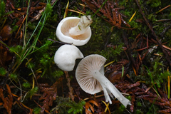 Entoloma sericellum