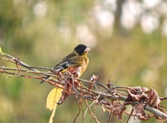 Chloris ambigua ambigua