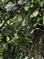 Bulbophyllum maxillare