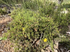 Hibbertia hypericoides hypericoides