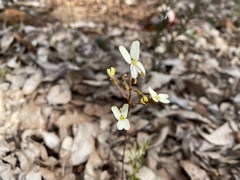Stylidium ciliatum