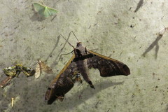 Adhemarius sexoculata