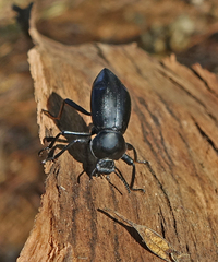 Coelocnemis dilaticollis