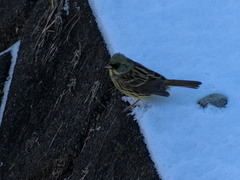 Emberiza personata