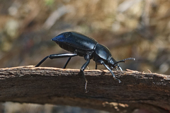 Coelocnemis dilaticollis