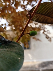 Chrysophyllum oliviforme