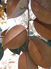 Chrysophyllum oliviforme