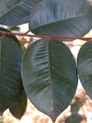 Chrysophyllum oliviforme