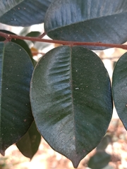 Chrysophyllum oliviforme