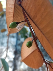 Chrysophyllum oliviforme