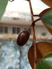 Chrysophyllum oliviforme