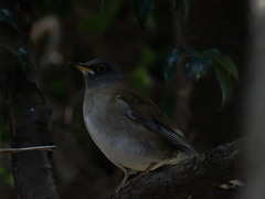Turdus pallidus