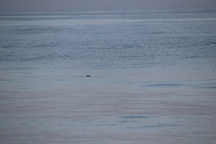 Cerorhinca monocerata