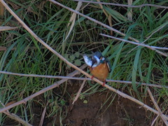 Alcedo atthis