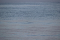 Cerorhinca monocerata