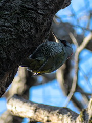 Picus awokera