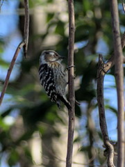 Yungipicus kizuki