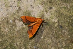 Anarmodia arcadiusalis