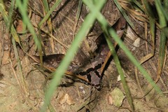 Adhemarius sexoculata