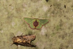Synchlora astraeoides
