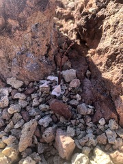 Eriogonum hoffmannii