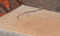 Eremiascincus richardsonii