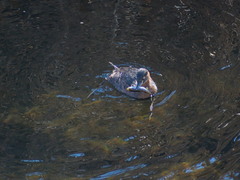 Tachybaptus ruficollis