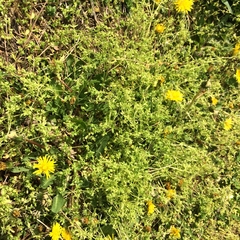 Stellaria apetala