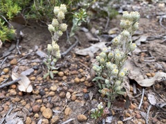 Pterochaeta paniculata
