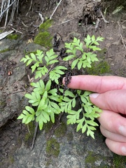 Doryopteris takeuchii