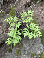 Doryopteris takeuchii