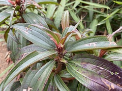 Melastoma sanguineum