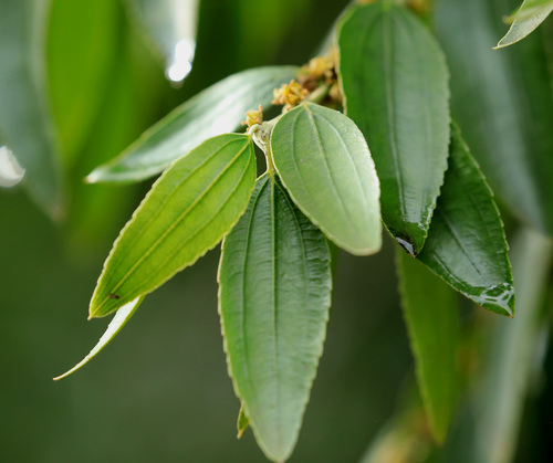 False Buffalo Thorn (Ziziphus rivularis)