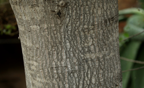 Ziziphus rivularis, photograph 1