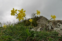 Narcissus assoanus
