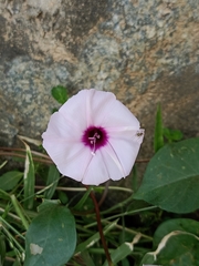 Ipomoea aquatica