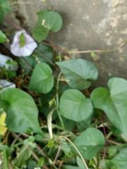 Ipomoea aquatica